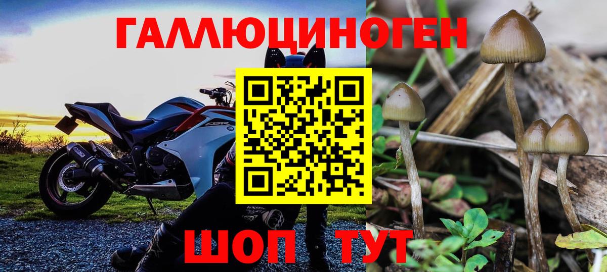 где можно купить наркотик  Галлюциногенные грибы GOLDEN TEACHER  Вход с VPN  Мытищи  Псилоцибиновые грибы прущие грибы 